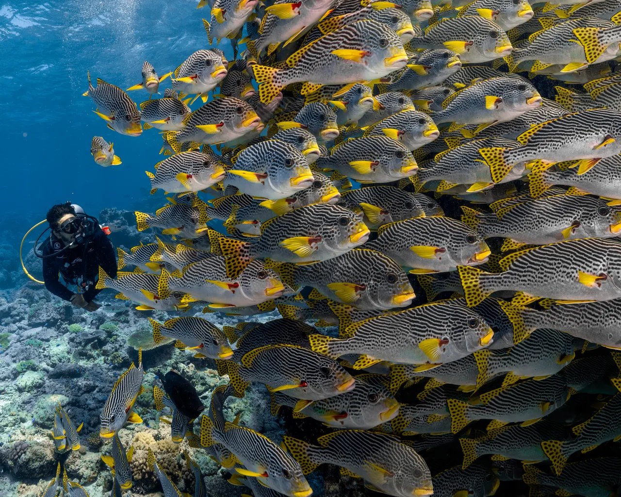 Spirit of Freedom Diagonal-banded Sweetlips (9)