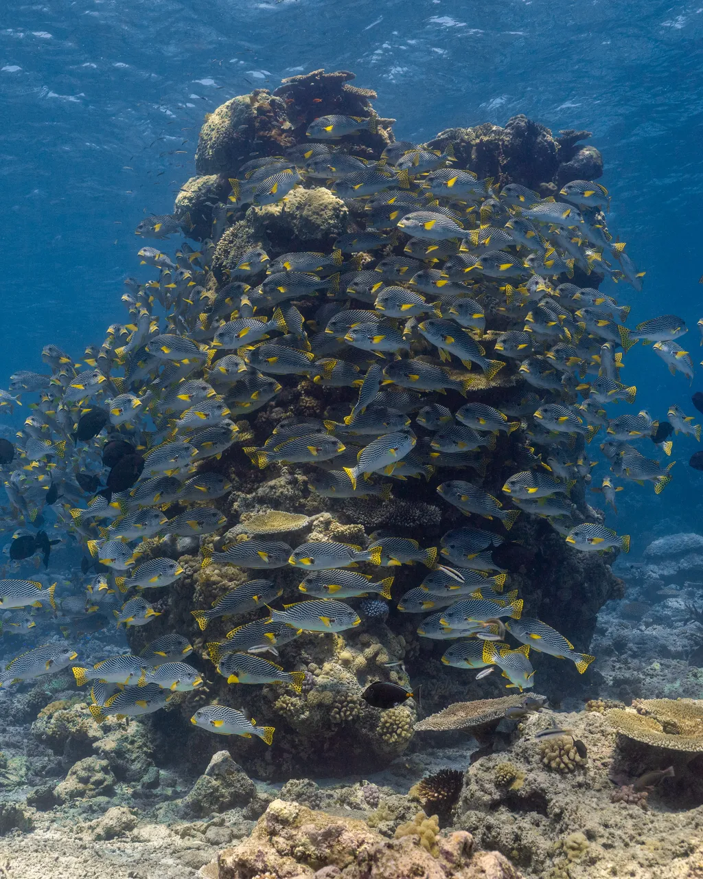 Spirit of Freedom Diagonal-banded Sweetlips (2)
