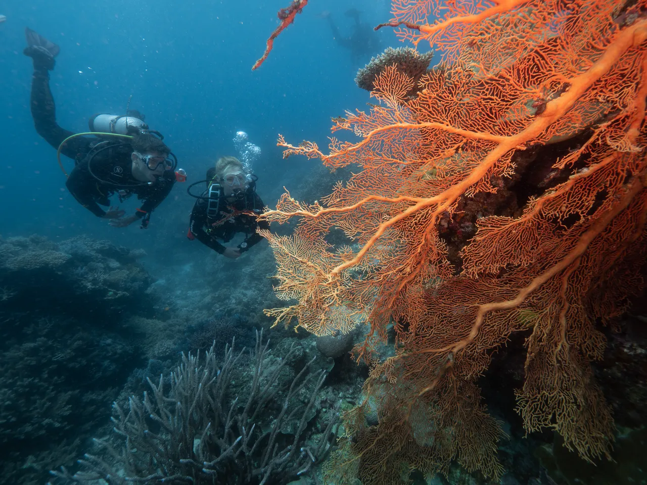 Spirit of Freedom Soft Coral