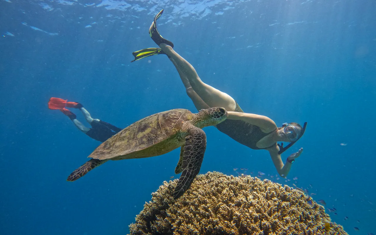 Divers Den Aqua Quest Turtle (3)