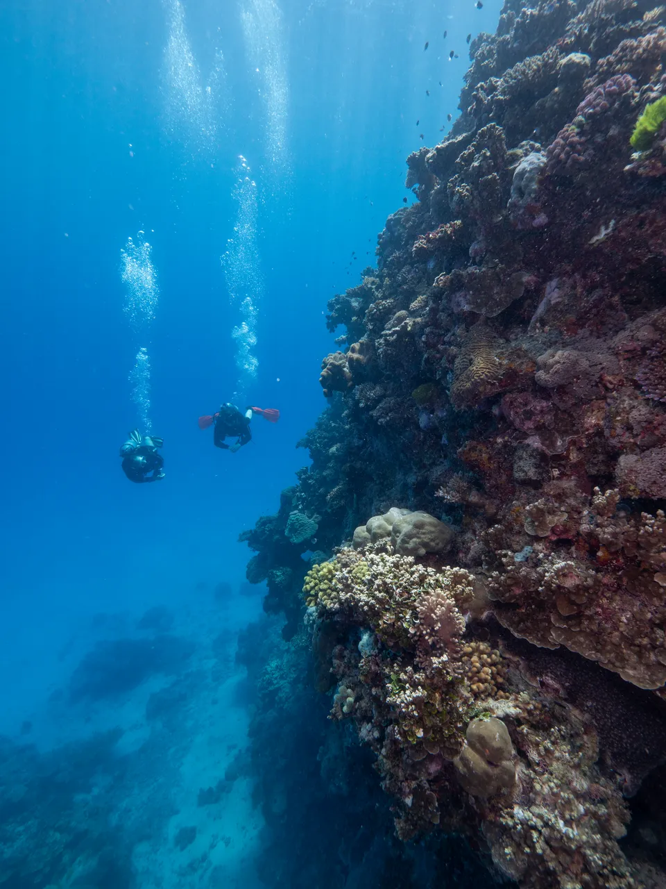 Divers Den Aqua Quest Certified Divers on Day Trip (12)
