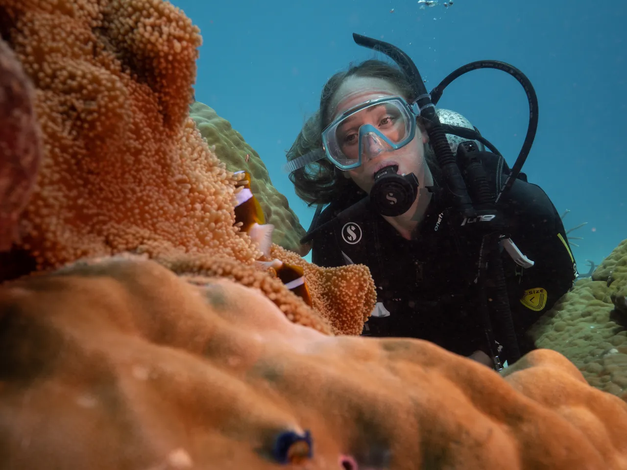 Divers Den Aqua Quest Clownfish (1)