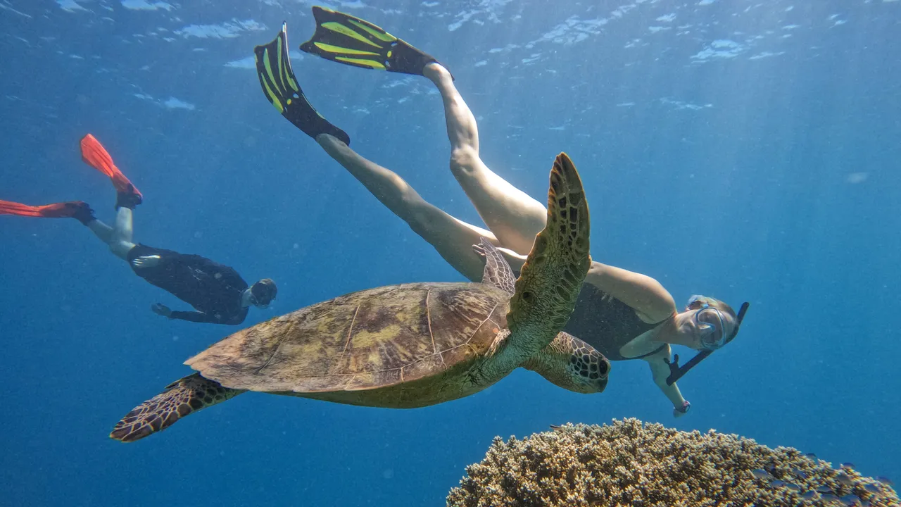 Divers Den Aqua Quest Turtle (2)
