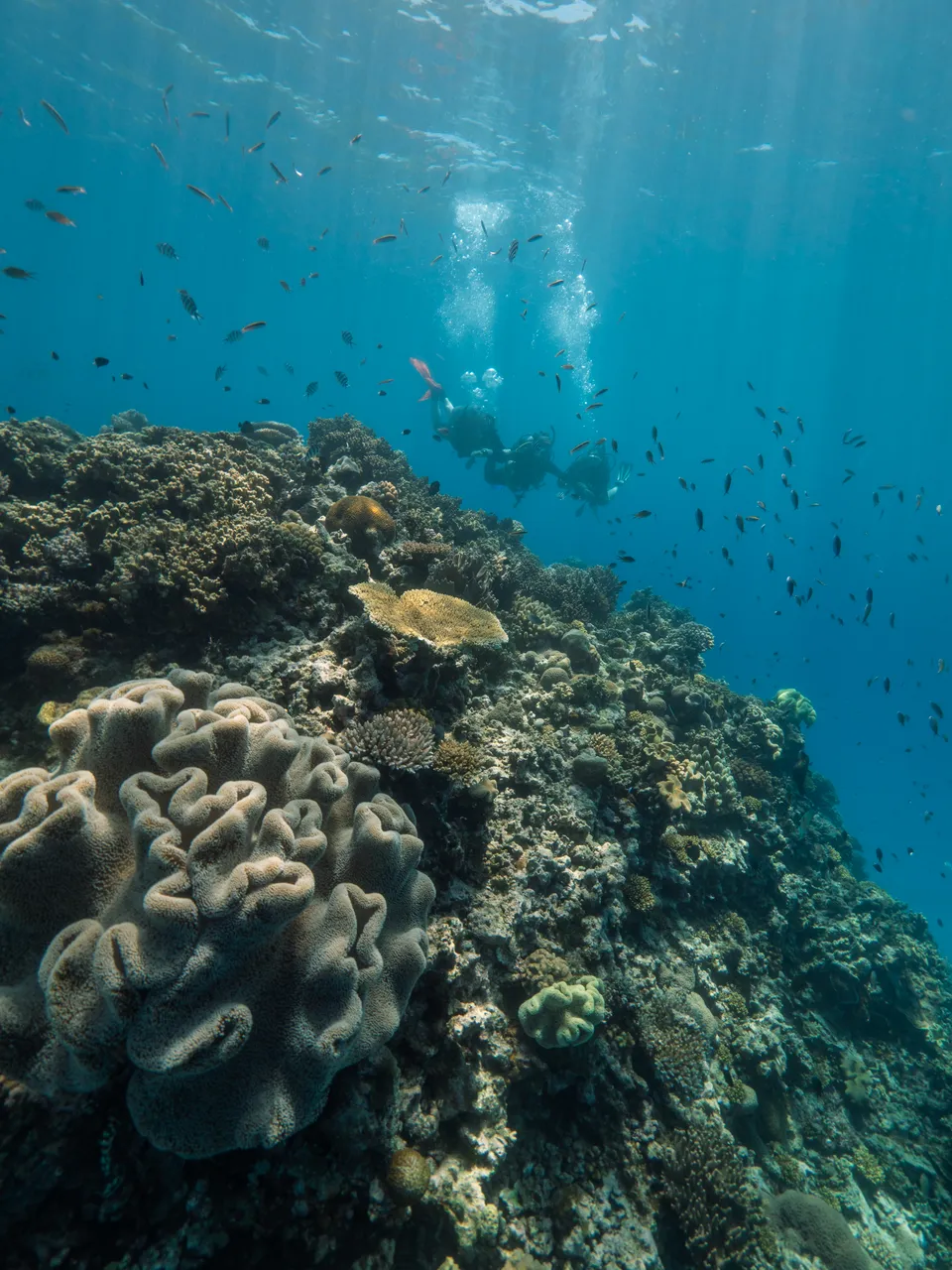 Divers Den Aqua Quest Intro Dive (15)