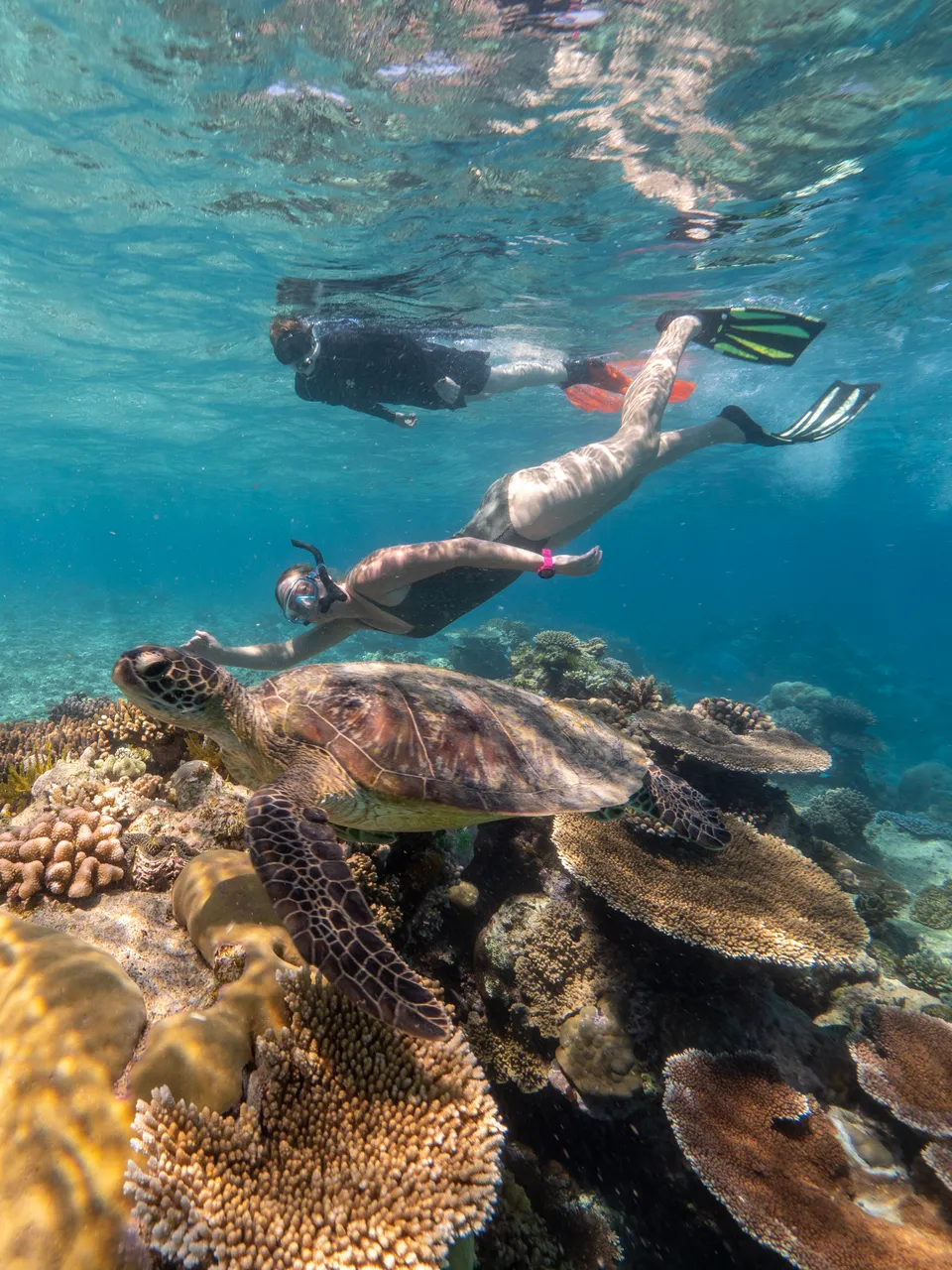 Divers Den Aqua Quest Snorkelling with Turtle (2)