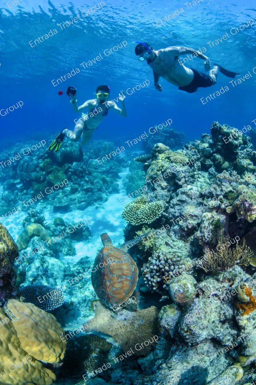 Two snorkels in the Great Barrier Reef get close to a turtle