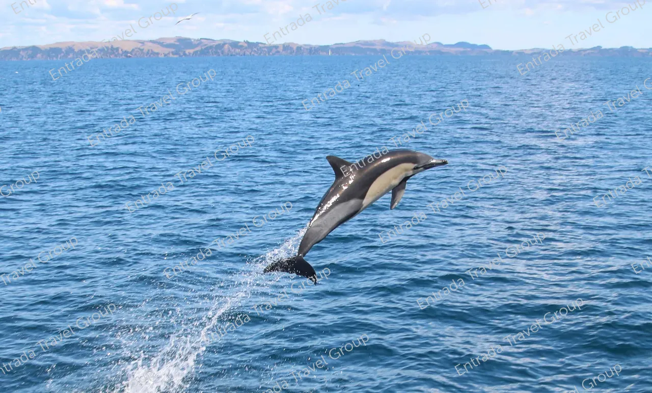 442394-auckland-whale-dolphin-safari-common-dolphins