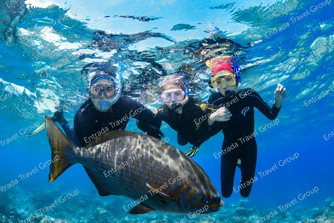 Three snorkelers linked arms near the surface in the Great Barrier Reef with large fish in the foreground