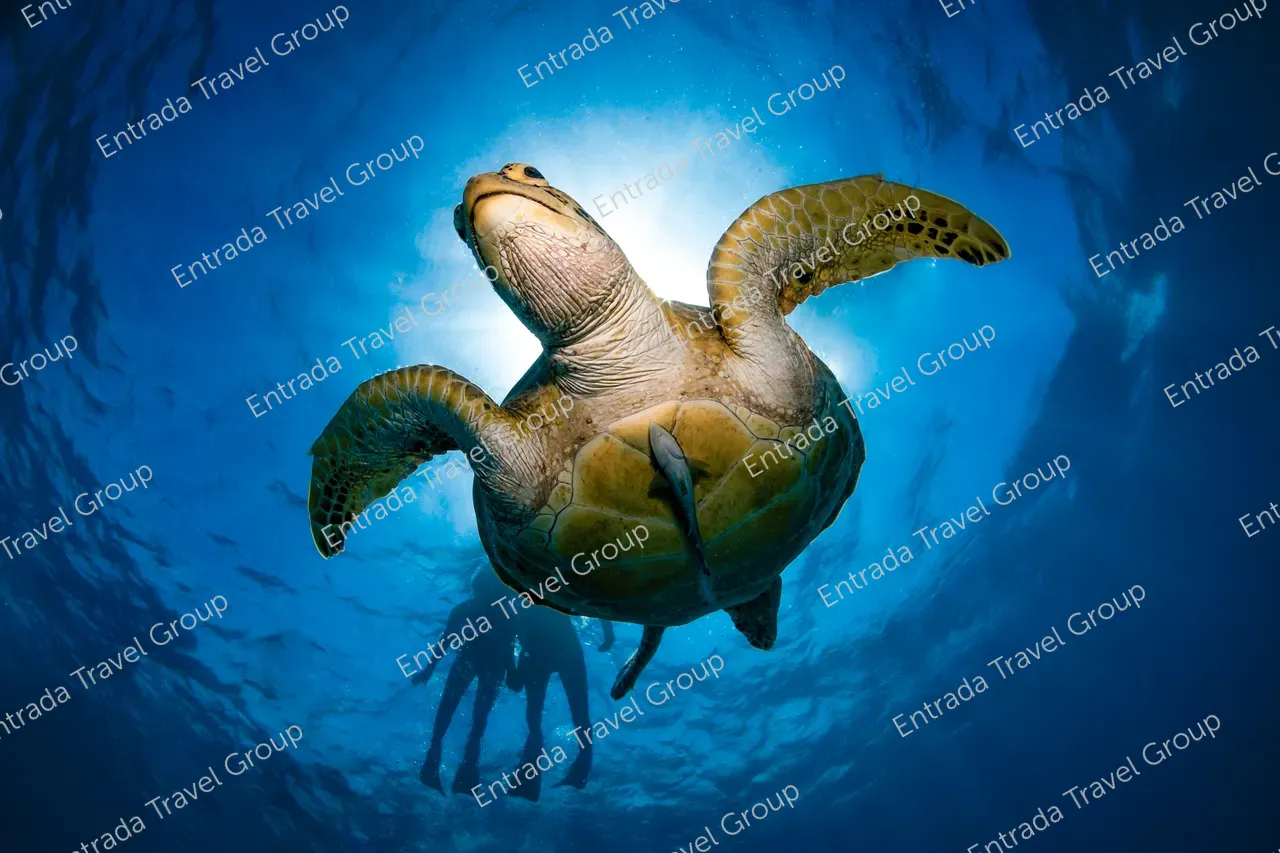 Close up of the belly of a turtle with a couple holding hands close to the surface