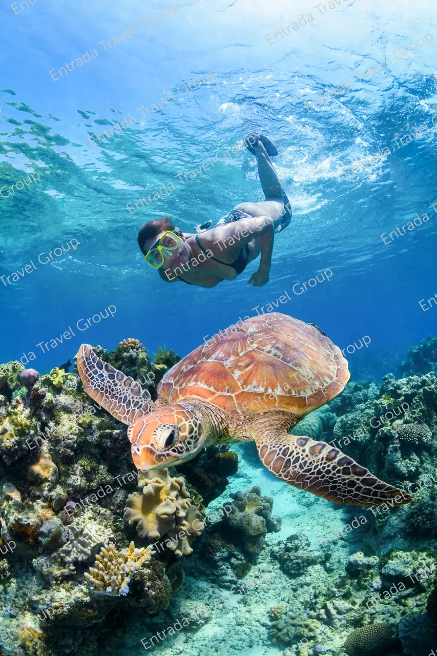 Snorkeler swims with turtle in the Great Barrier Reef