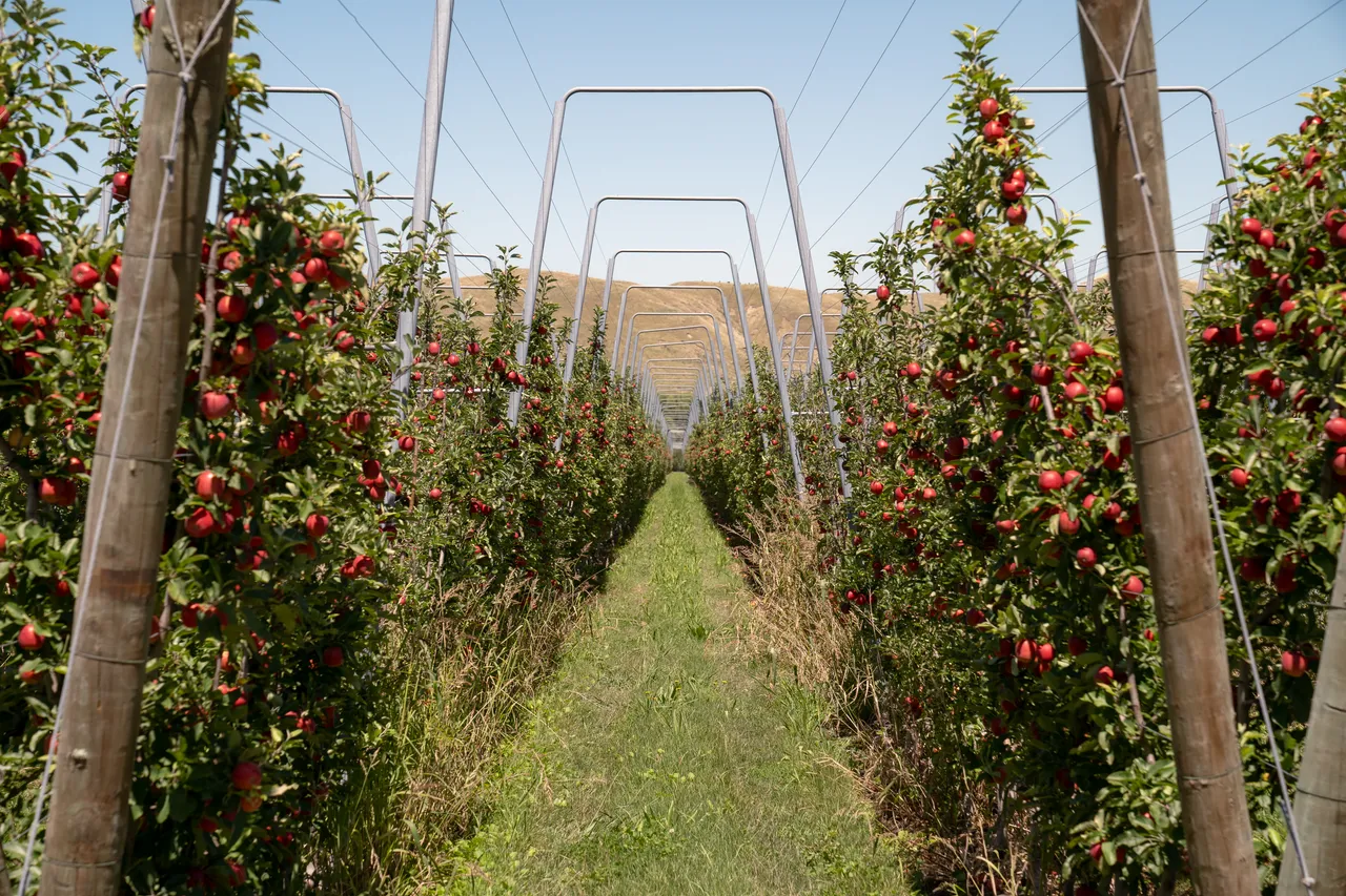 Orchard Breeze / Gala 6
