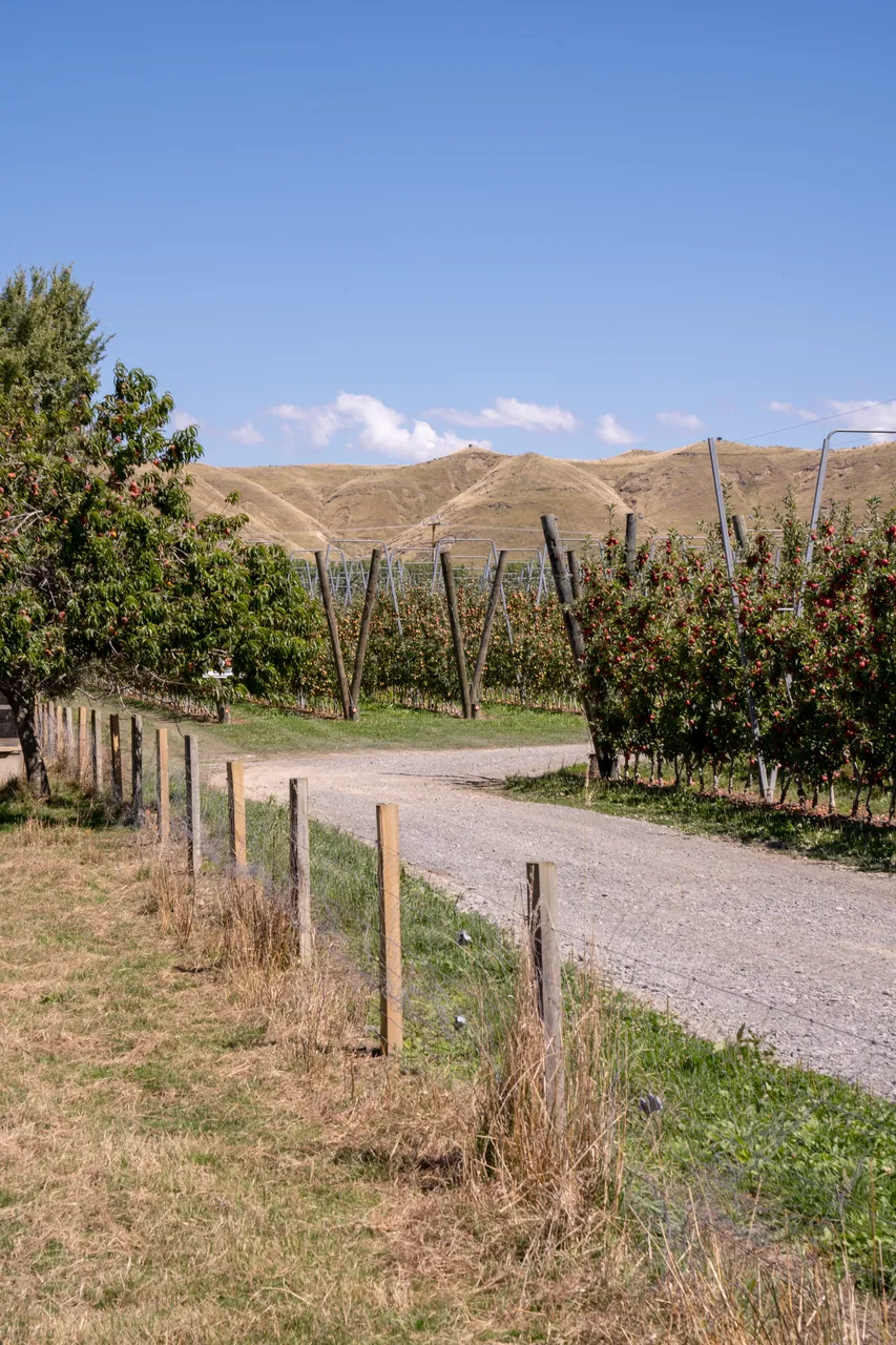 Orchard Breeze / Gala 1