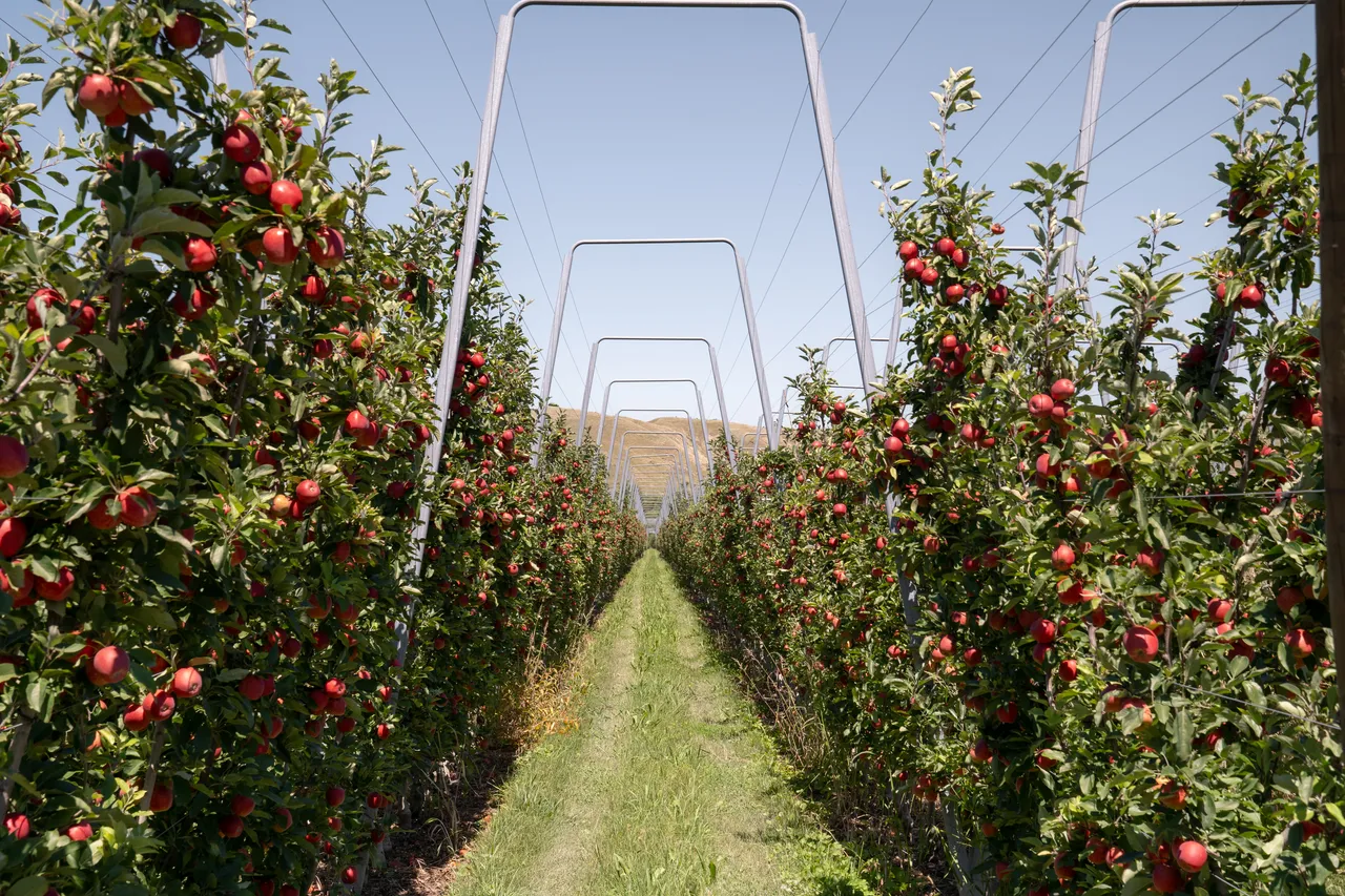 Orchard Breeze / Gala 25