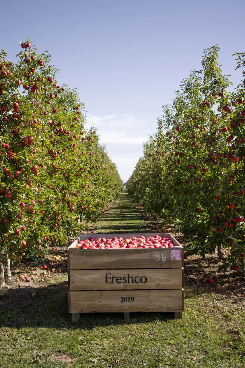 Pink Lady Orchard - 3