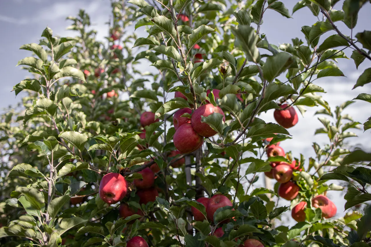 Pink Lady Orchard - 7