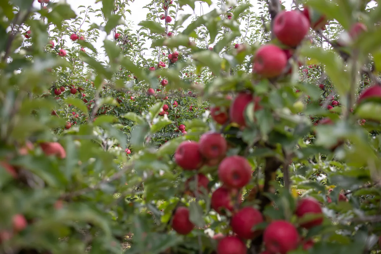 Pink Lady Orchard - 6