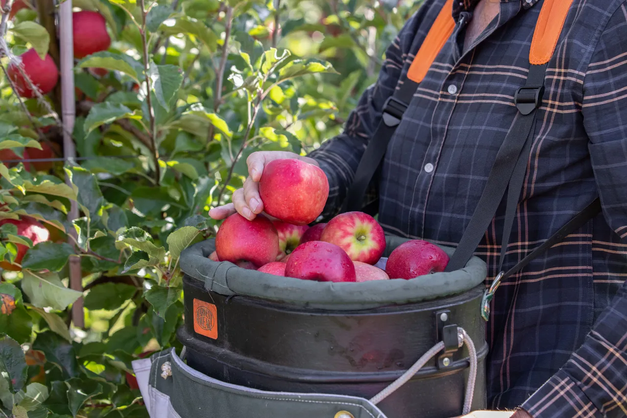 Pink Lady Orchard - 2