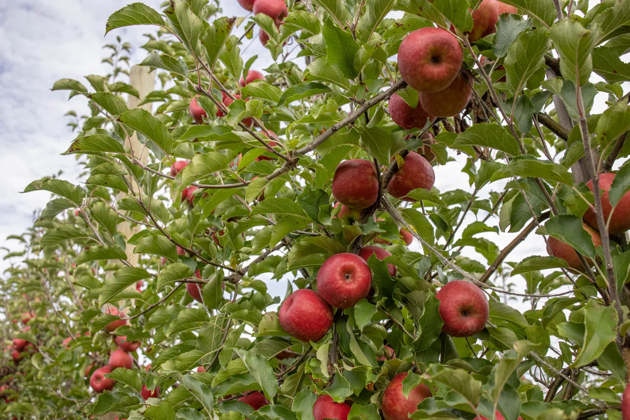 Pink Lady Orchard - 4
