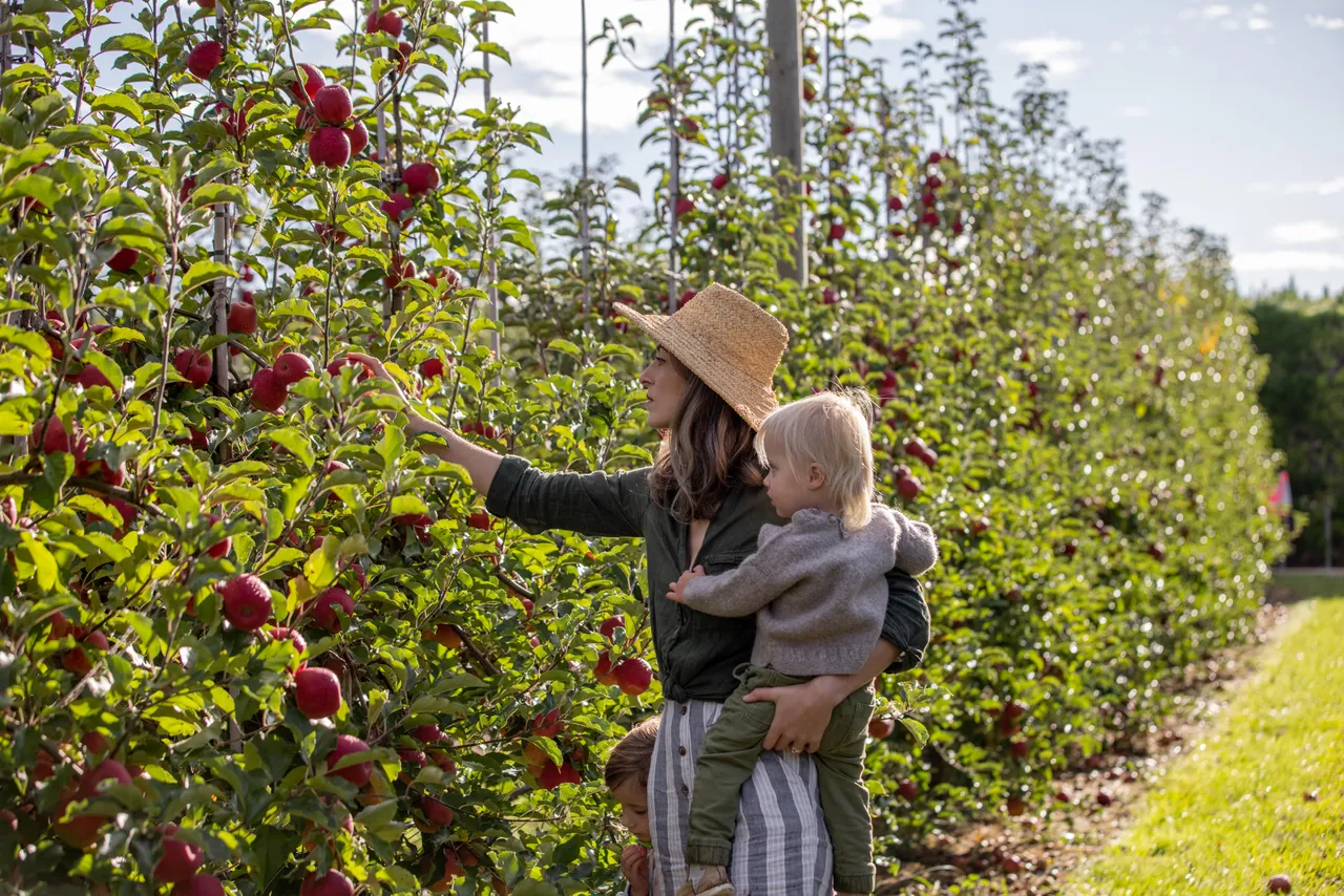 Pink Lady Orchard - 8