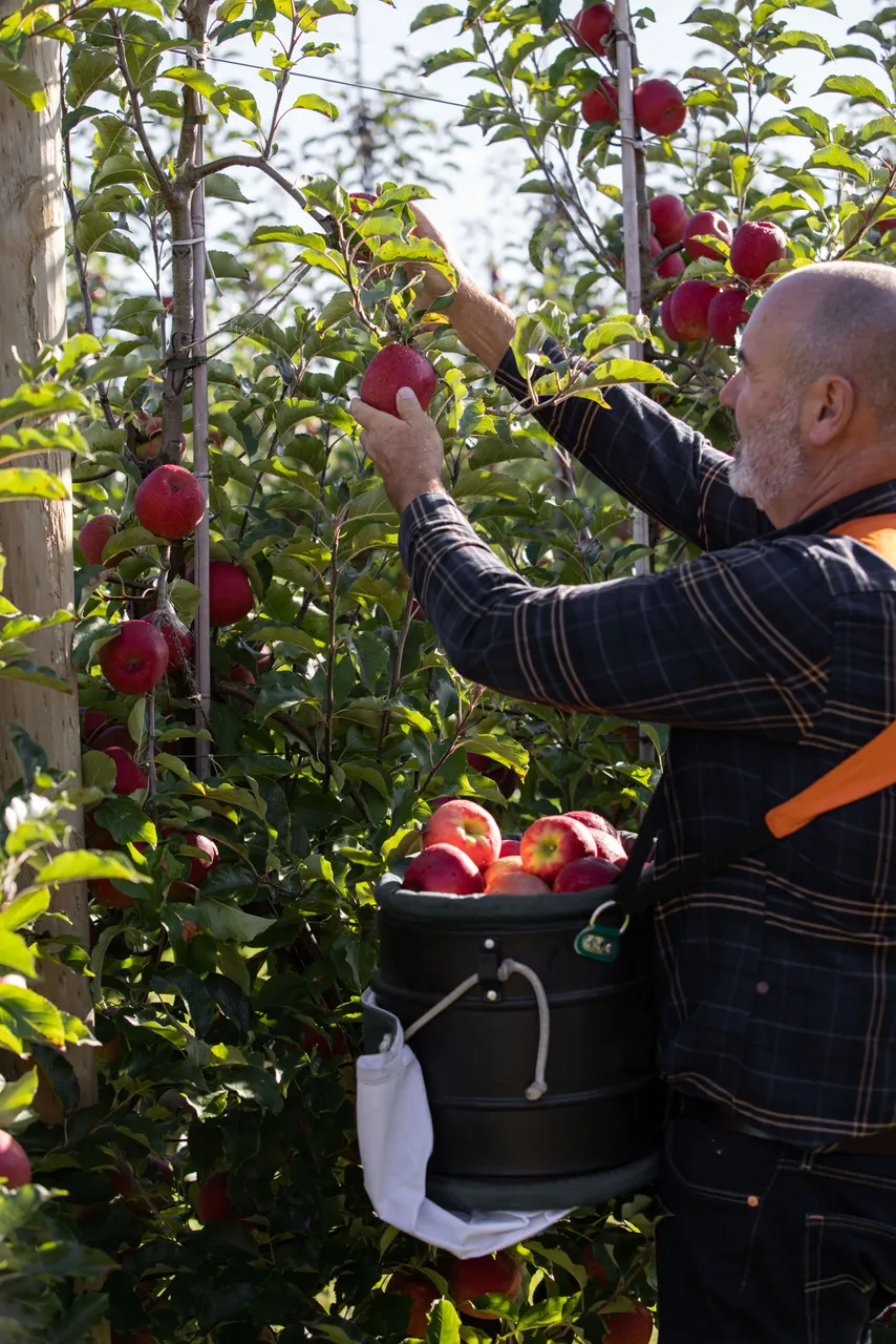 Pink Lady Orchard - 10