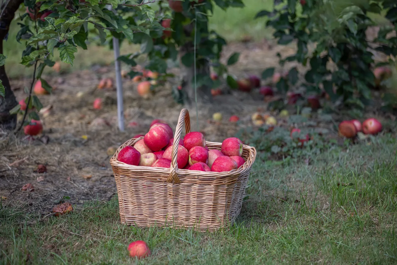 Pink Lady Orchard - 12