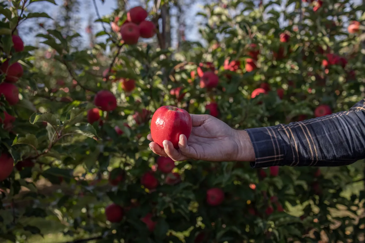 Freshco Orchard - 15