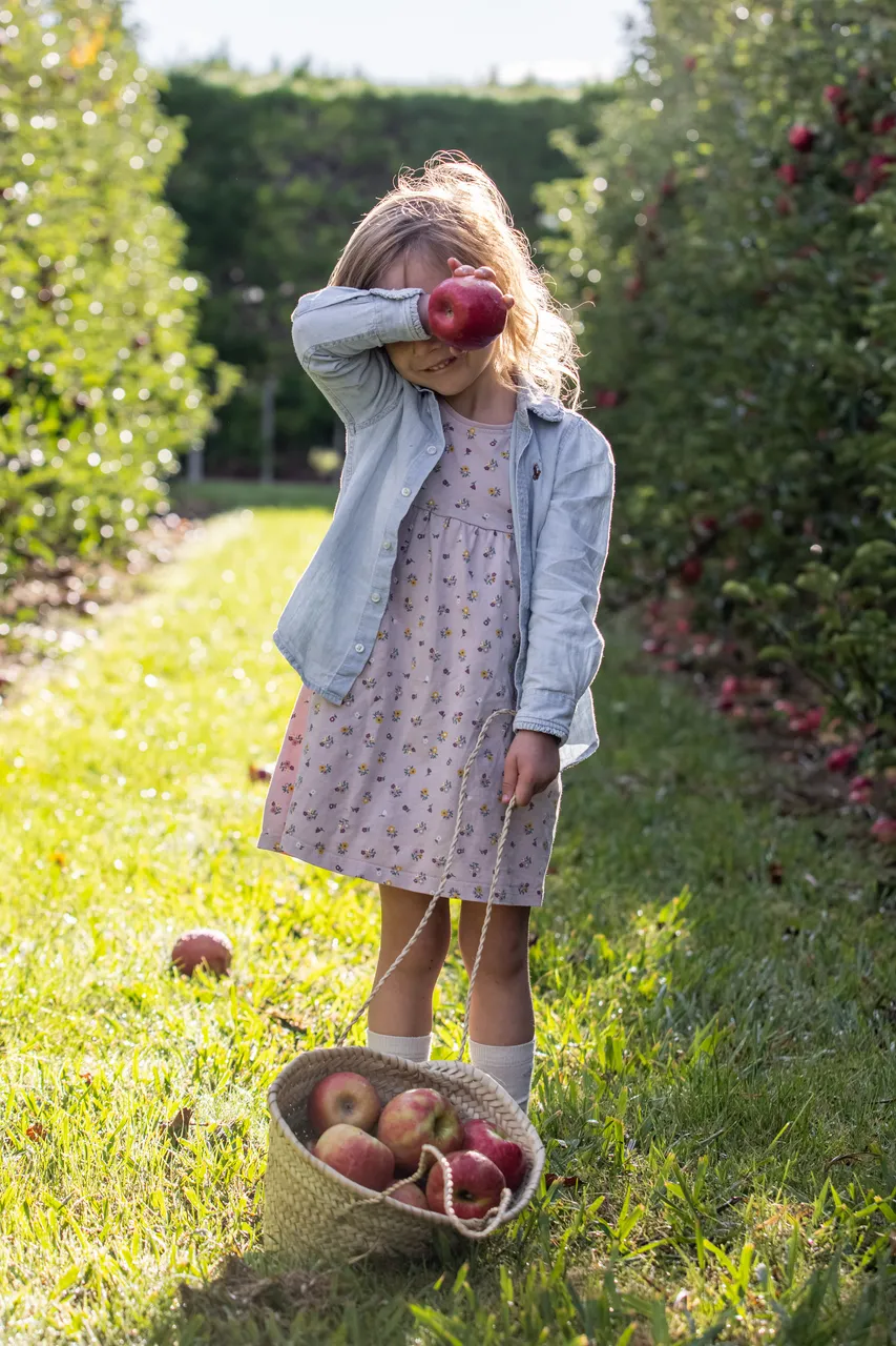 Pink Lady Orchard - 14
