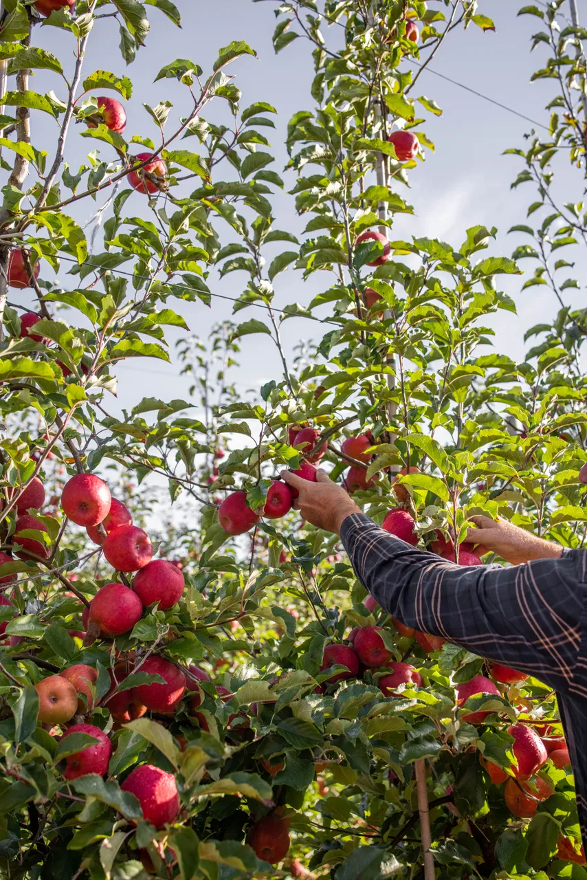 Pink Lady Orchard - 17