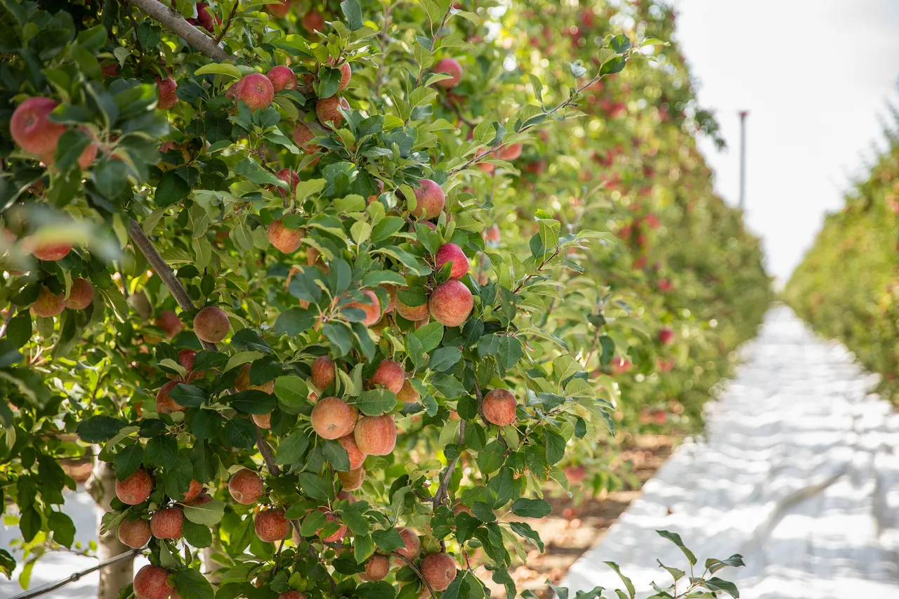 FreshcoFUJIONTREE-15