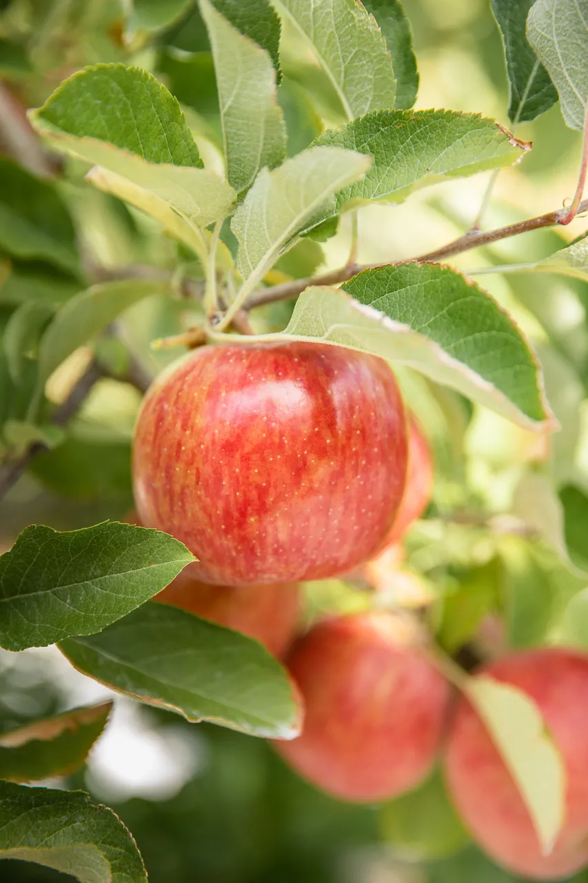 FreshcoFUJIONTREE-49
