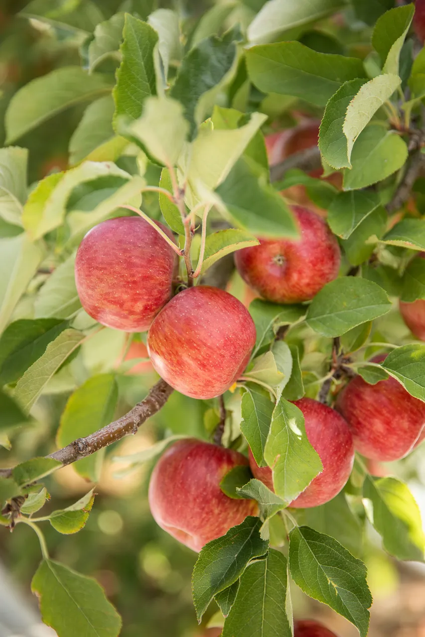 FreshcoFUJIONTREE-34