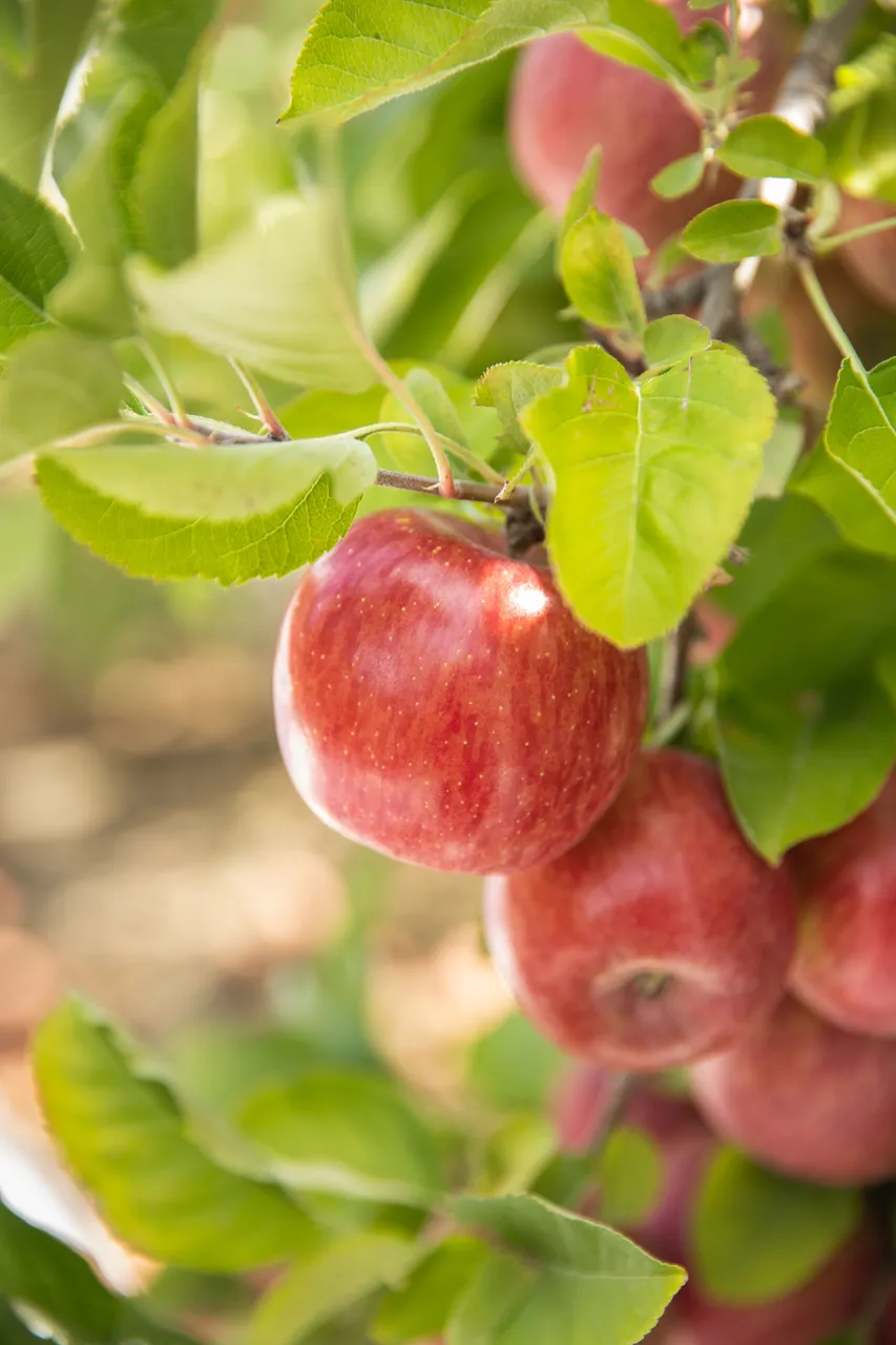 FreshcoFUJIONTREE-4