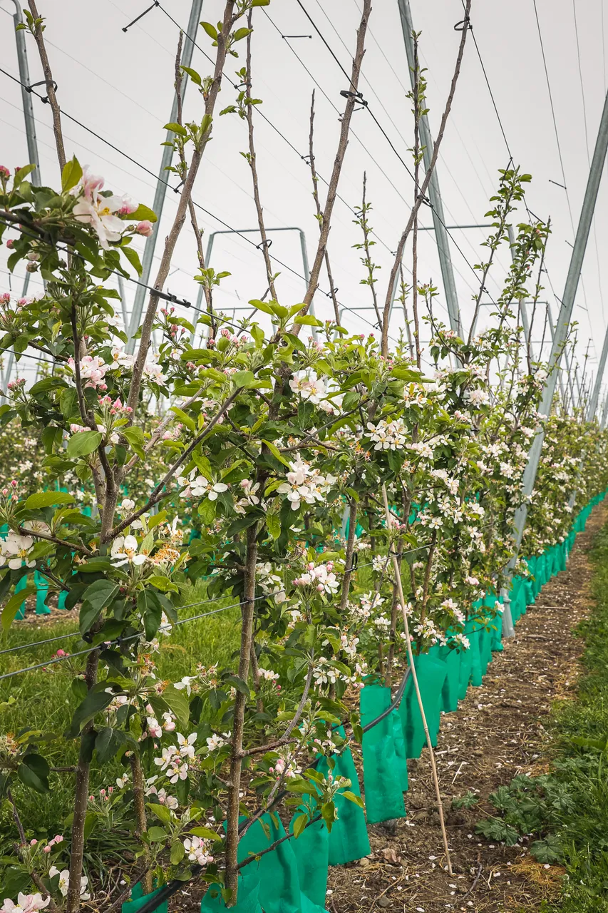 Freshco-Dartmoor-46