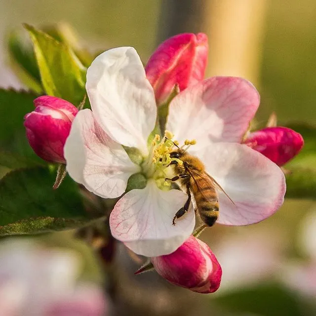Breeze bloom 🌸🐝