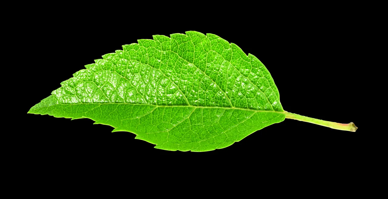 Breeze-leaf-clearcut