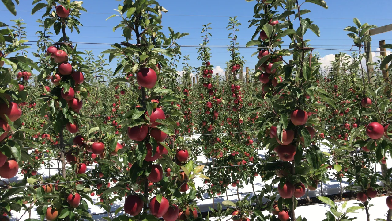Slim breeze trees - densely packed with bright red apples - multiple rows