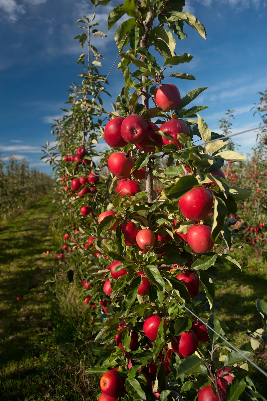 Breeze tree with apples on 7