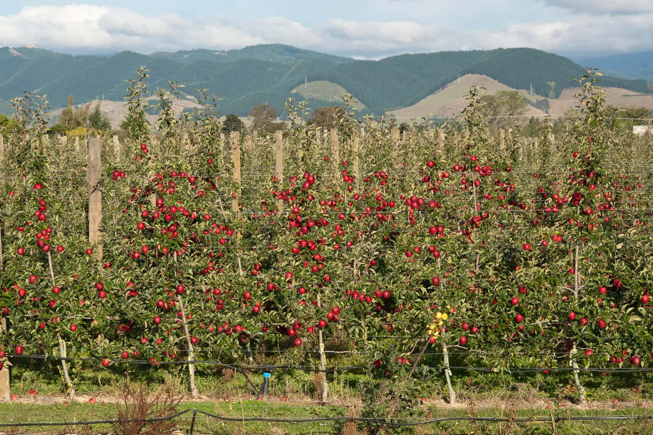 Breeze trees with apples 4