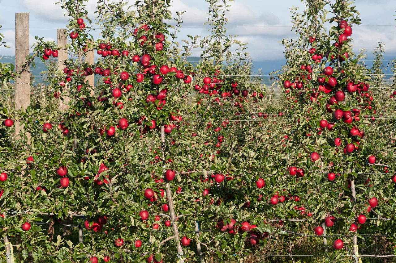 Breeze trees with apples 9