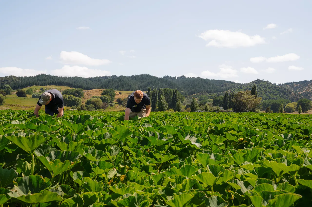 TGM - Growers (Gisborne 1)