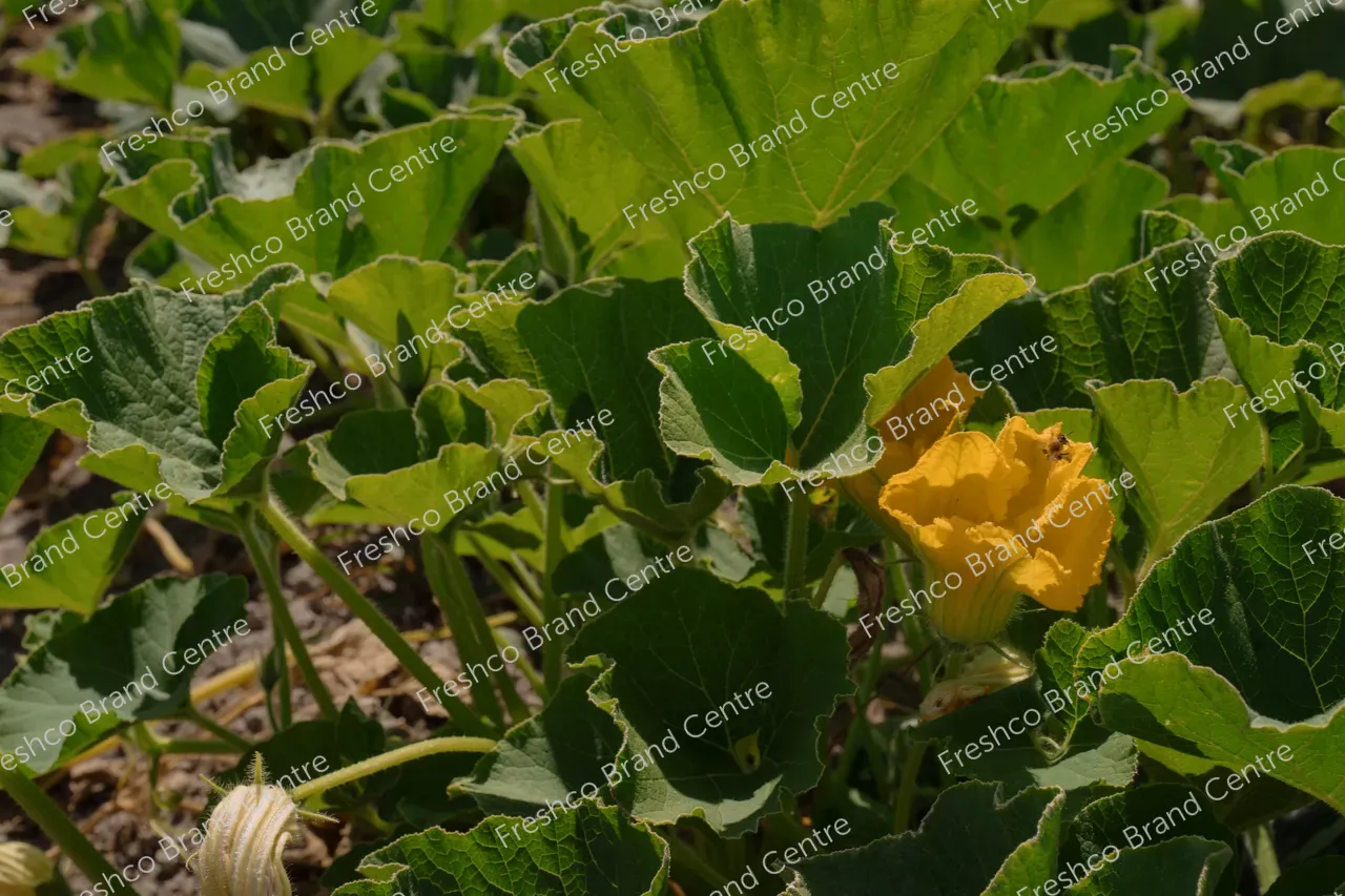 Kabocha Paddock Gisborne (22)