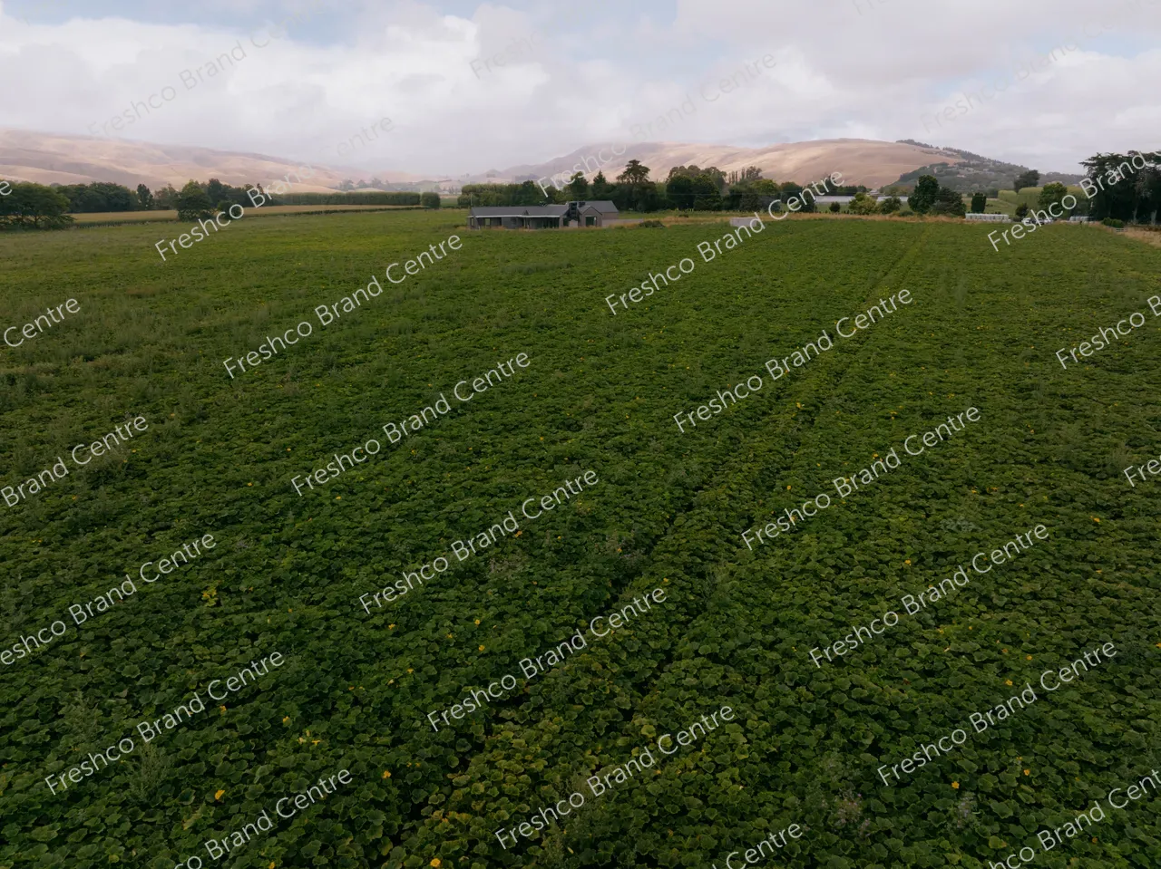 Kabocha Paddock Hawkes Bay (2)