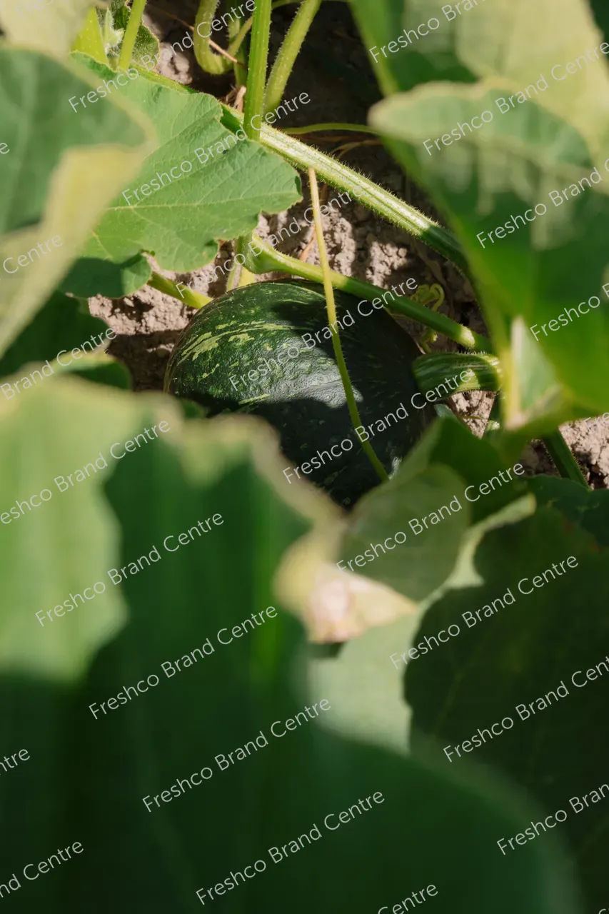 Kabocha Paddock Gisborne (2)