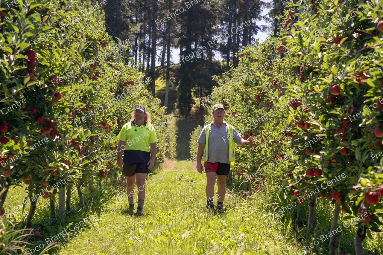 Harvesting Breeze and Gala_13 Feb 2024 (32)