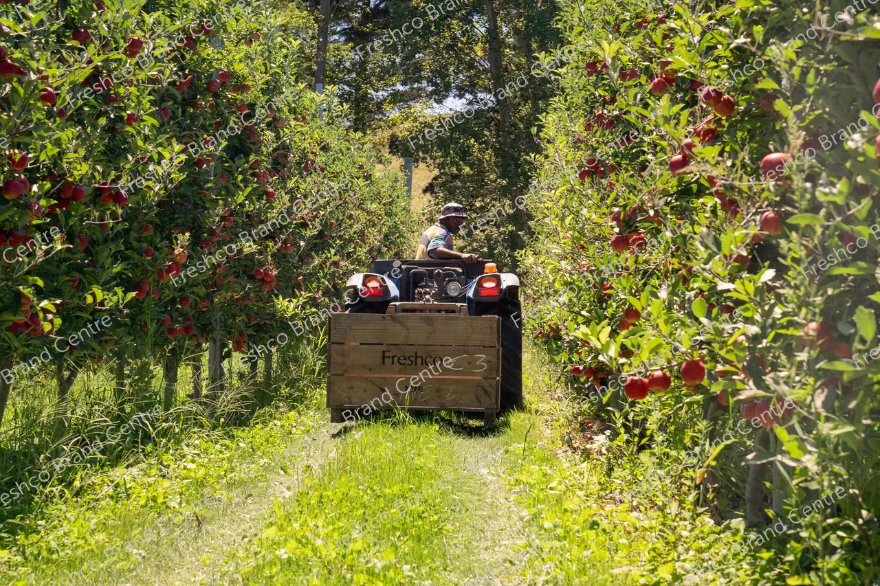 Harvesting Breeze and Gala_13 Feb 2024 (16)