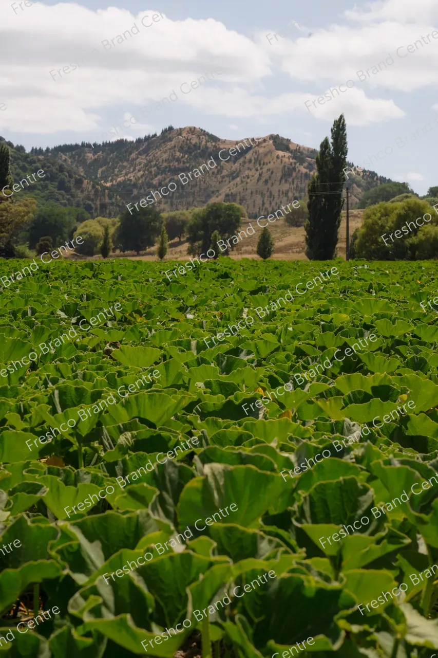 Kabocha Paddock Gisborne (19)