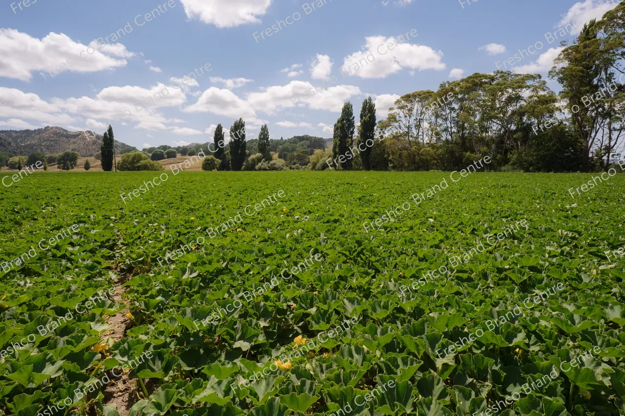Kabocha Paddock Gisborne (14)