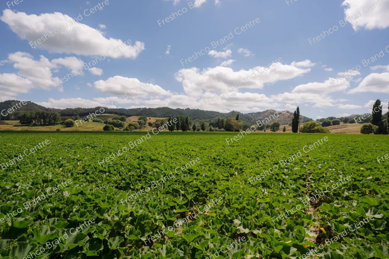 Kabocha Paddock Gisborne (15)