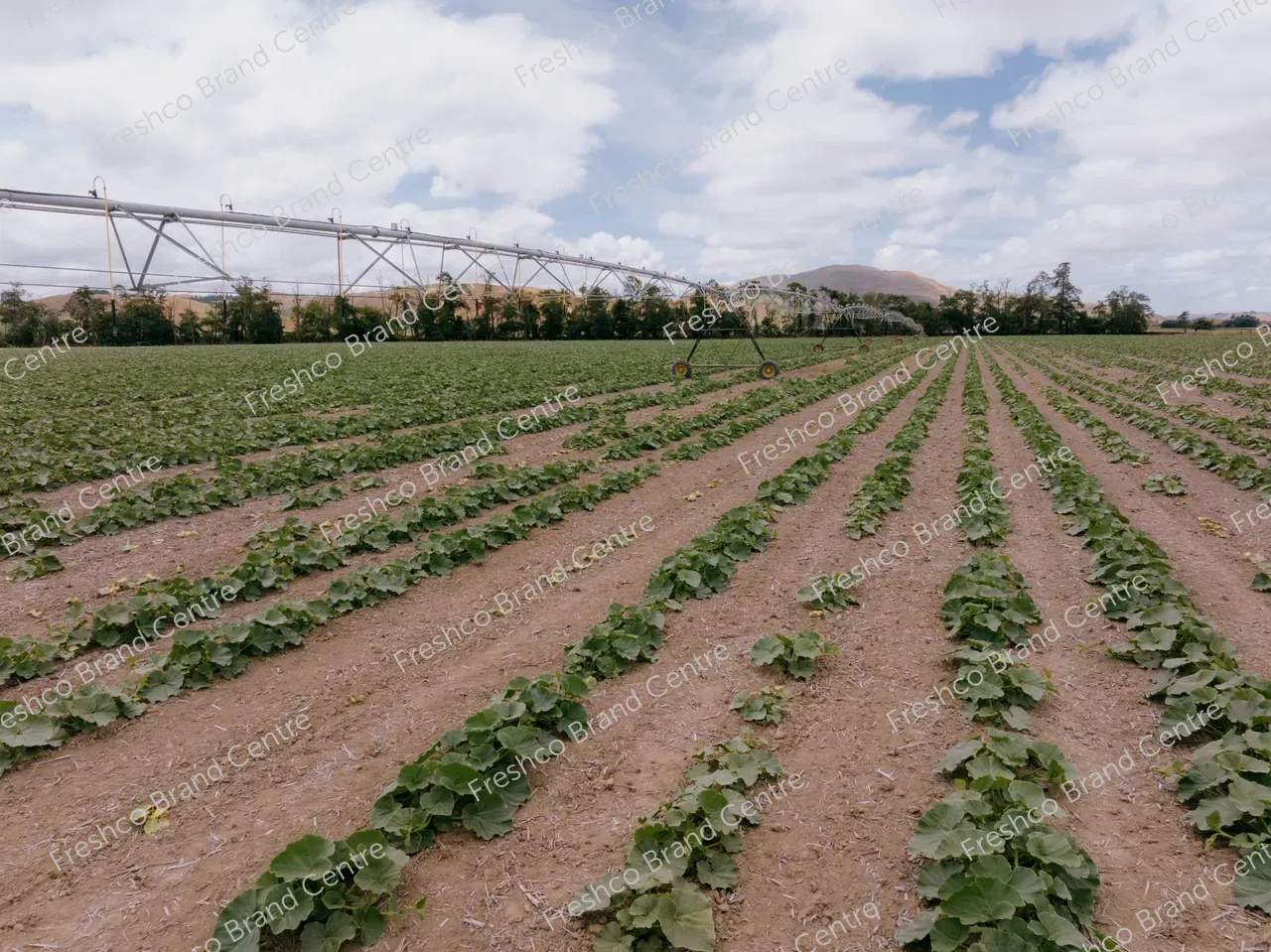 Kabocha Paddock Hawkes Bay (9)