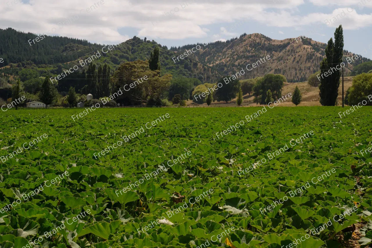 Kabocha Paddock Gisborne (20)